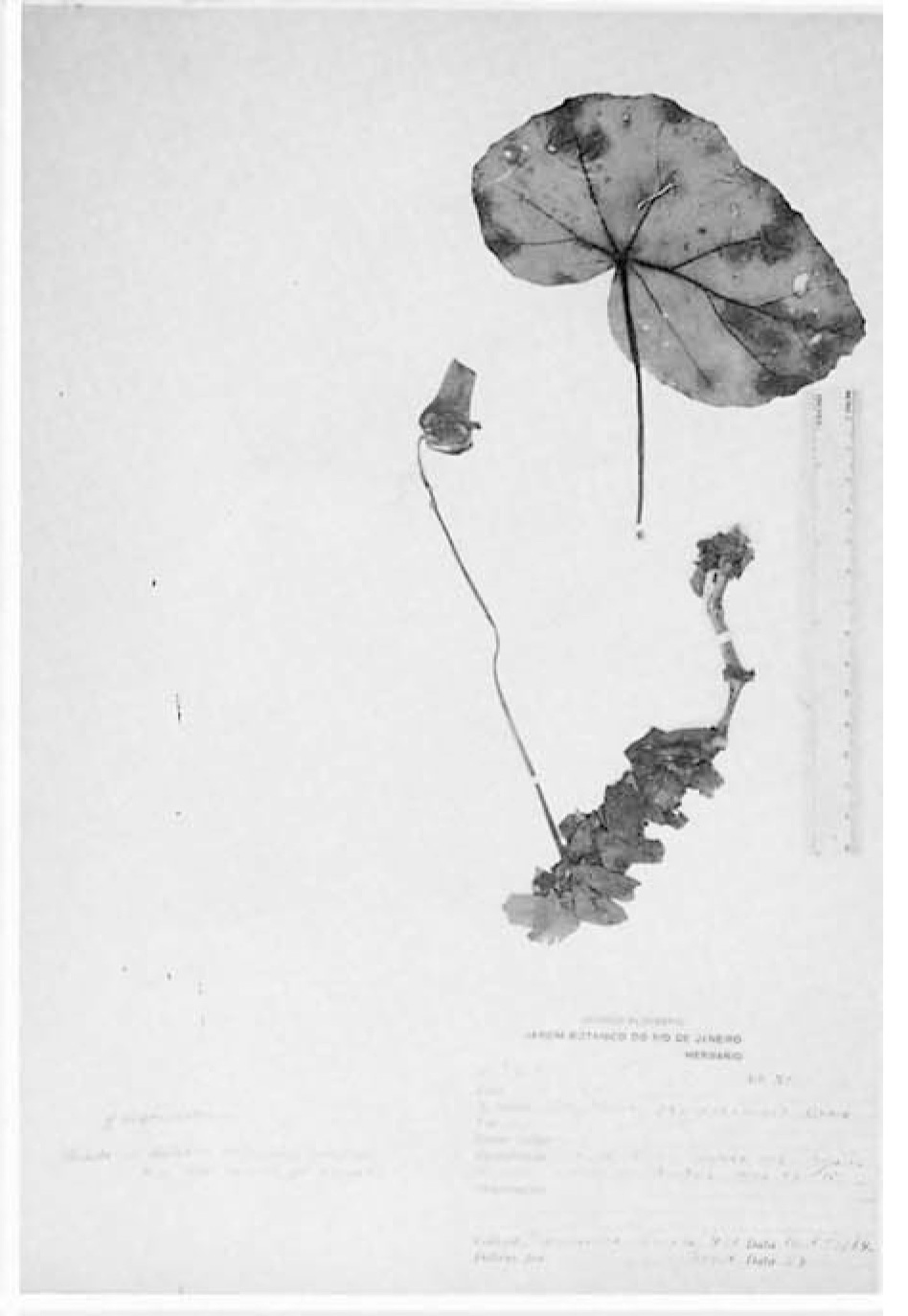 B. organensis